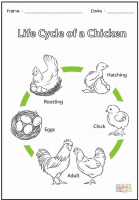 Cycle of Life.pdf